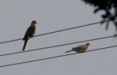 DSC04079 Barred Cuckoo Dove @ San Tin.jpg