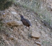 barbary partridge.jpg