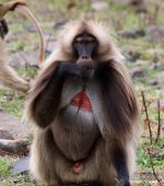 gelada male.jpg