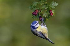 Blue Tit DSC_6935.jpg