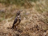 groundscraper thrush.jpg