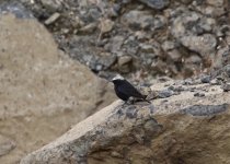 abyssinian wheatear.jpg