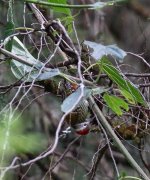 abyssinian woodpecker.jpg