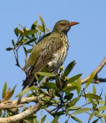 olive backed oriole shortlands Z7 STX85 TLS APO43_DSC5775.jpg