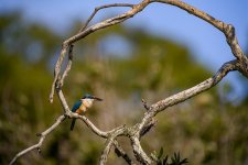 sacred kingfisher shortlands Z7 stx85 TLS APO43_DSC8512.jpg