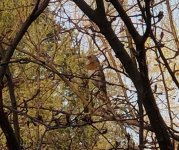 Red-throated Thrush @ Beijing.jpg