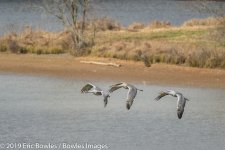 Hiwassee Wildlife Refuge_1-8-2019_292464.jpg