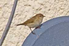 Chiff Chaff2.jpg