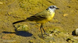 2019.03.04 Iberian Yellow Wagtail.JPG