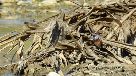 2019.03.04 Bluethroat.JPG