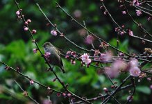 DSC04266 Fire-capped Tit @ KFBG.jpg