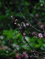 DSC04269 Fire-capped Tit @ KFBG.jpg