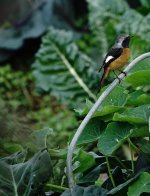 DSC04207. Daurian Redstart @ KFBGjpg.jpg