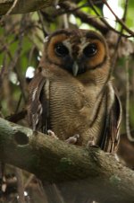 brown wood owl.jpg