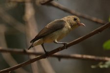 pb flowerpecker.jpg