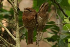 frogmouth.jpg