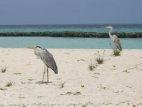 Grey herons Maldives.jpg