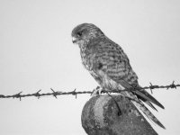 Kestrel DSCN9485 B&W.jpg