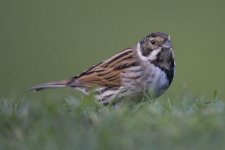 pied wagtail.jpg