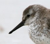 Red Knot 0685.JPG