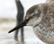 Red Knot 0697.JPG