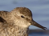 Red Knot 1180.JPG