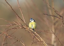 blue tit.jpg