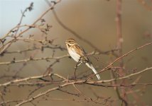 reed bunting female.jpg