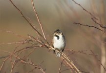 reed bunting male.jpg