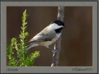 Chickadee.jpg