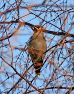 Waxwing-(1)-Burnham-Thorpe-.jpg