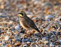 Shorelark-(1)-Cley-040207.jpg