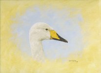 Whooper's Swan - sm.jpg