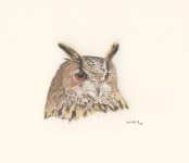 Eagle Owl - small.jpg