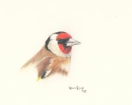 Goldfinch - sm.jpg