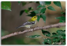 Black-throated Green Warbler.jpg