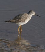 lesser-yellowlegs-at-thornh.jpg