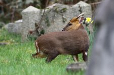 20190309 (12)_Muntjac.JPG