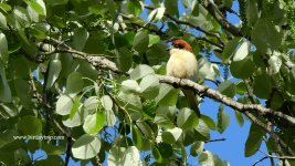 2019.03.30 Woodchat Shrike.JPG