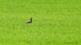 2019.03.11 Little Bustard.JPG