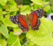 P1950467.jpeg      Red butterfly 1..jpeg