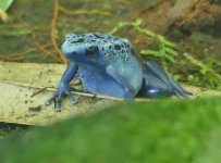 P1950543.jpeg   Blue Frog 1..jpeg
