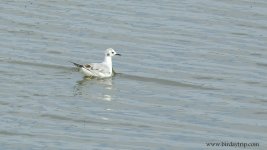 2019.04.02 Bonaparte's Gull.JPG