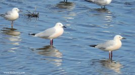 2019.04.02 Slender-billed Gulls.JPG