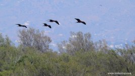 2019.04.02 Glossy Ibis.JPG