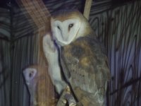 owls (2).JPG