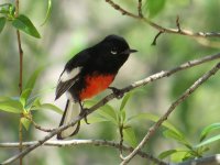 Painted-Redstart-Bear-Canyo.jpg