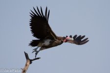 Lappet Faced Vulture.jpeg