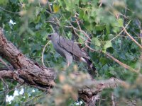 Grey-Hawk-Tubac-060519-(1).jpg