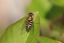 Eupeodes latifasciatus poss garden 12th apr.jpg